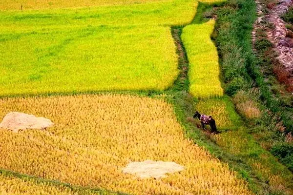 سیل به زیرساخت های کشاورزی مازندران خسارت زد