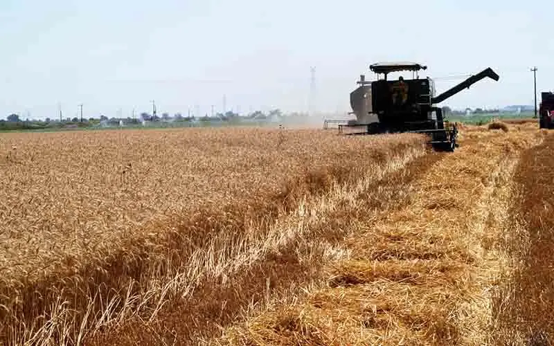 شورای اقتصاد پیشنهاد افزایش ۲۰ درصدی قیمت گندم را نپذیرفت