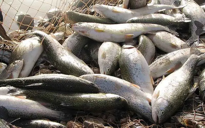 عراقی‌ها ماهی صادراتی ایران را عودت دادند