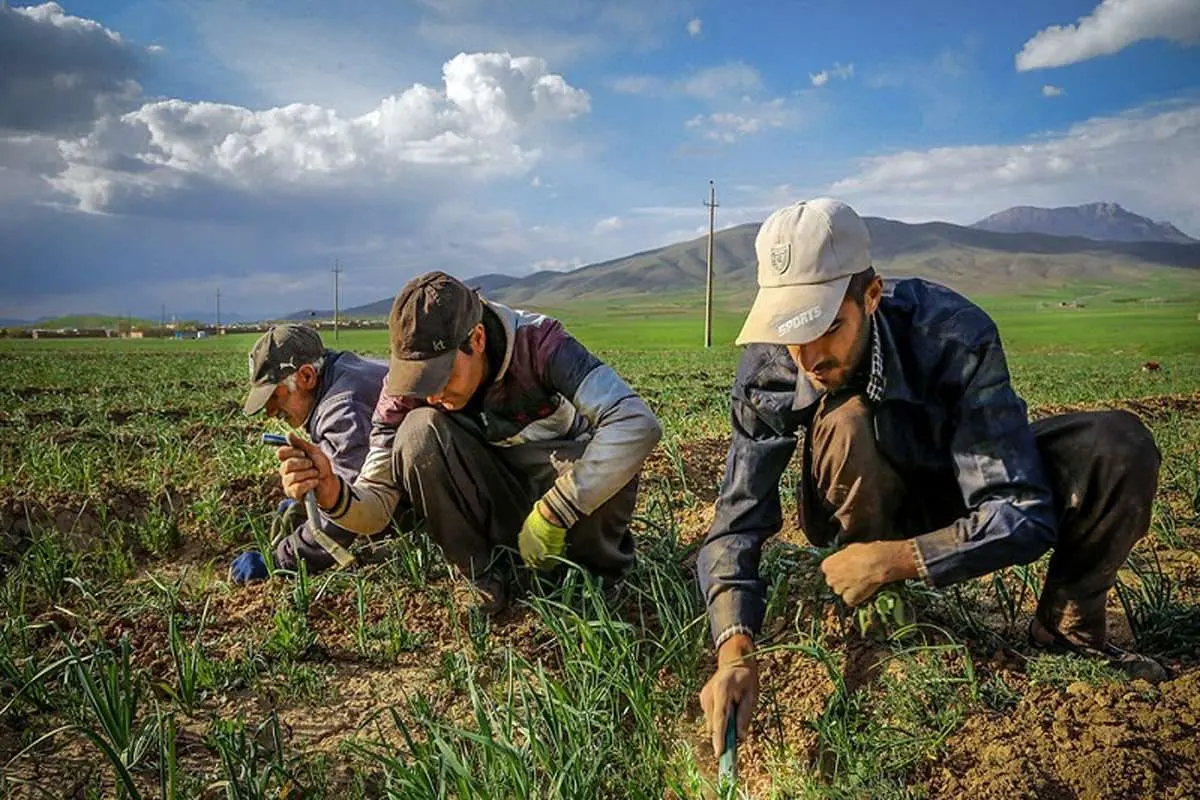 کشاورزان سیاست خرید تضمینی بر قیمت تضمینی را ترجیح می‌دهند