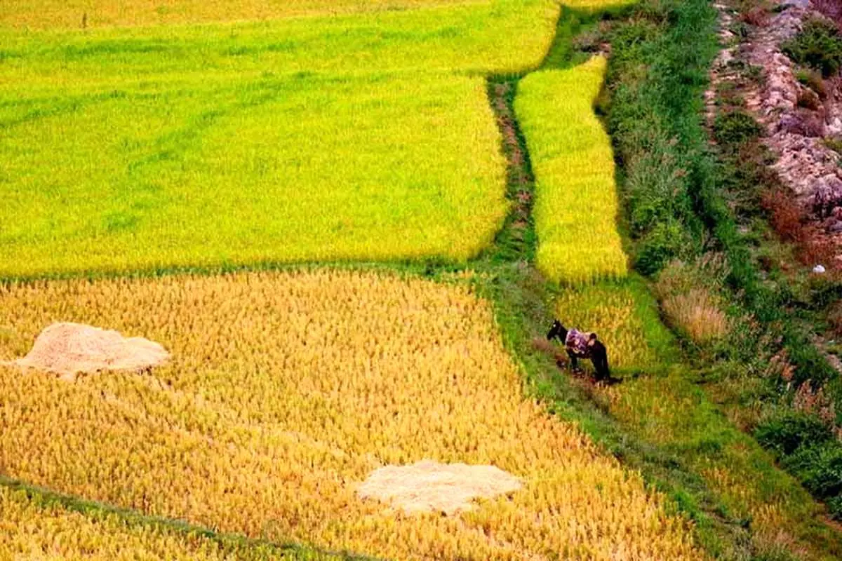 نقش آب در اقتصاد اجتماعی و سیاسی ایران