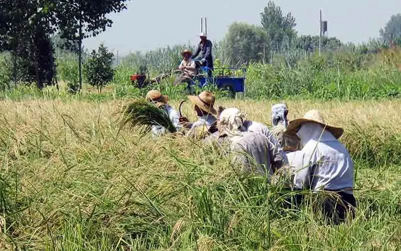 ادامه کشت برنج در استان‌های غربی و مرکزی با وجود ممنوعیت