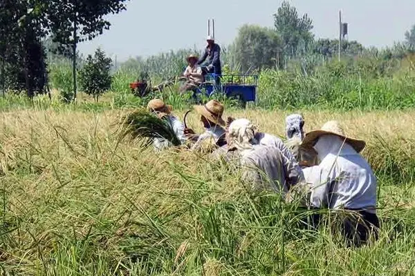 خسارت ۱۰۰ درصدی سیل به بخشی از شالیزارهای گلستان