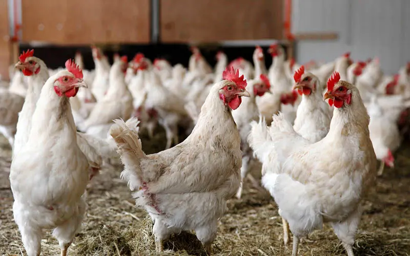 معضل عرضه خطرناک مرغ زنده در میبد