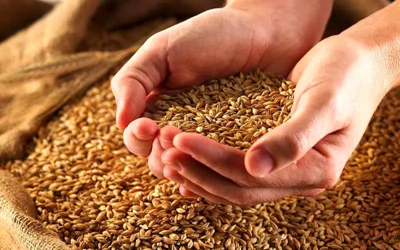 تولید ۱۰۰ درصدی بذر گندم و جو در ایران