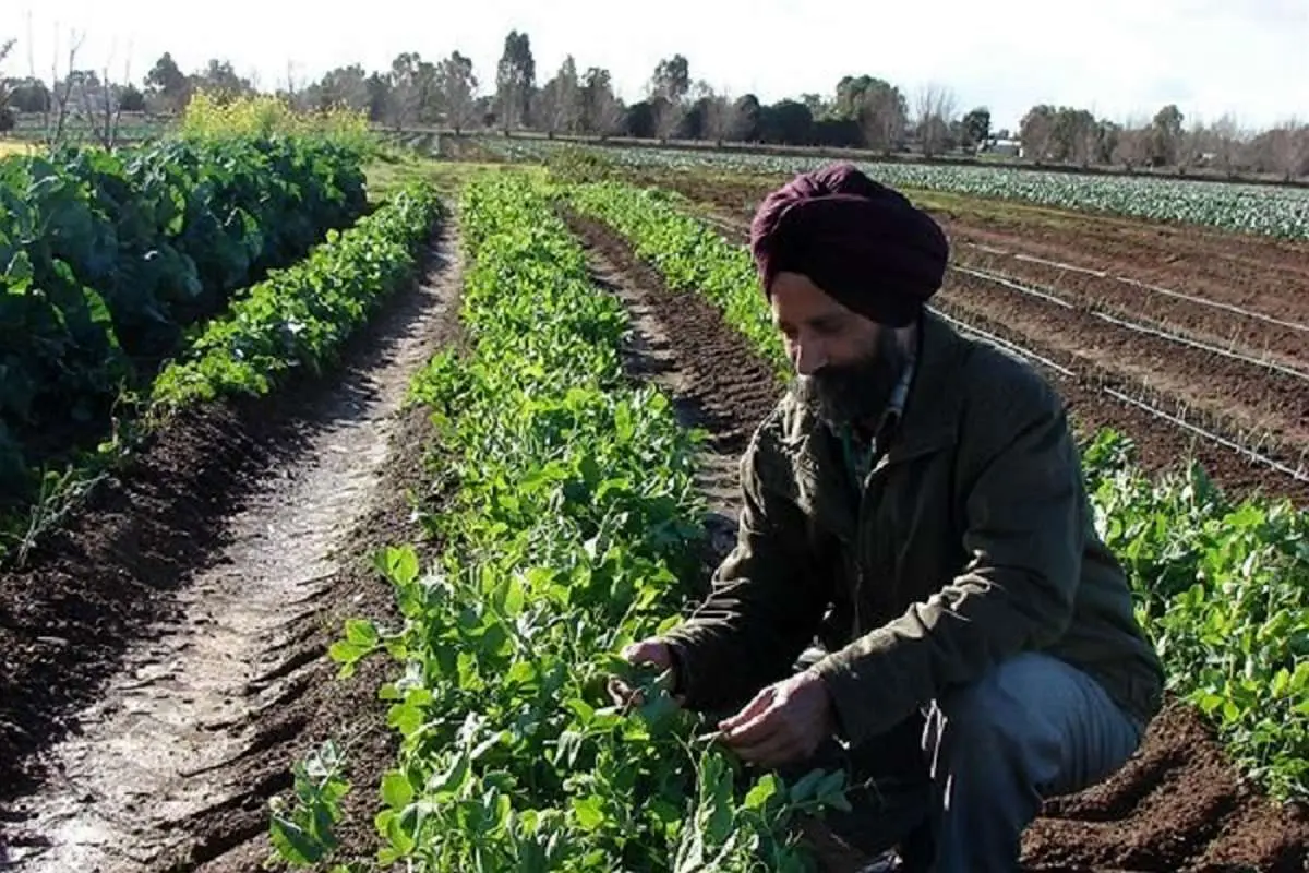 رکوردزنی هند در تولید محصولات کشاورزی