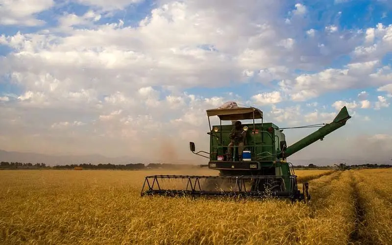 پیش‌بینی تولید ١٤ میلیون تن گندم در سال زراعی جدید