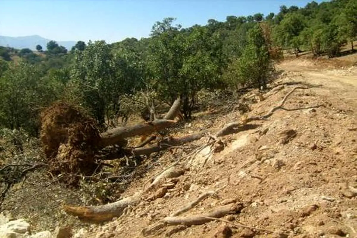 ۲۵ درصد جنگل‌های لرستان به بیماری زوال بلوط مبتلا هستند