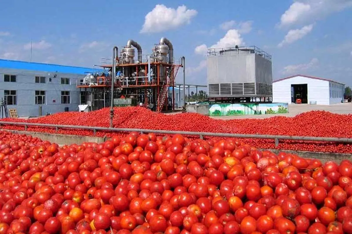 صادرات گوجه تا اطلاع ثانوی ممنوع شد