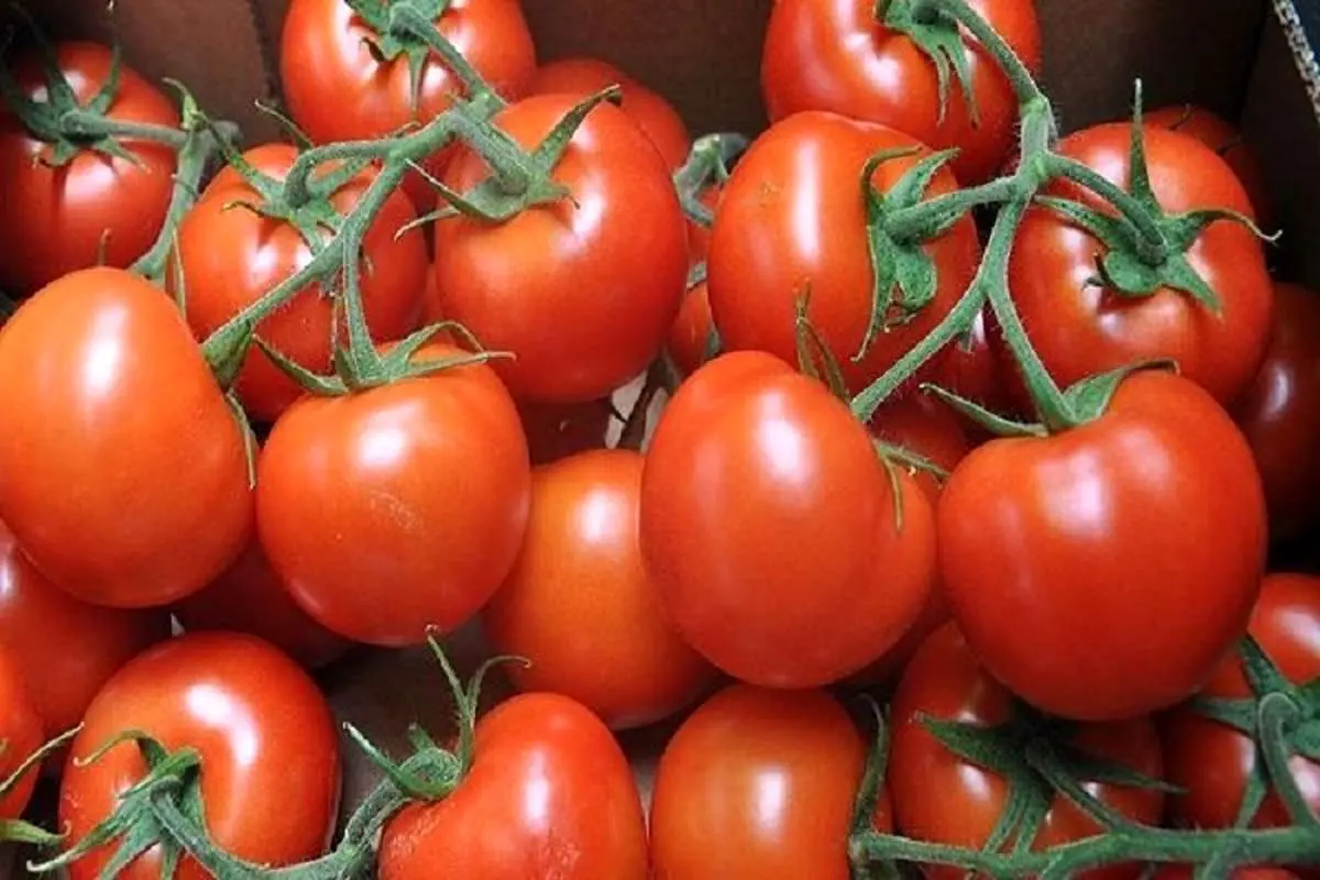 صادرات گوجه تا اطلاع ثانوی ممنوع است