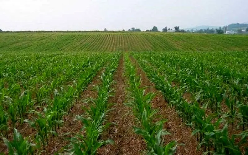خشکه‌کاری طرحی برای توسعه کاشت برنج در خشکسالی