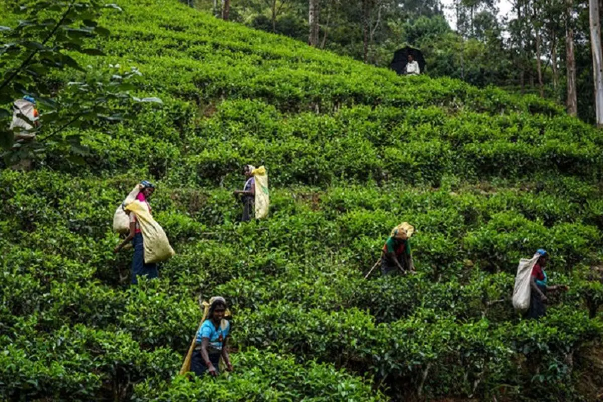 تولید ۲۳ هزار تن چای خشک