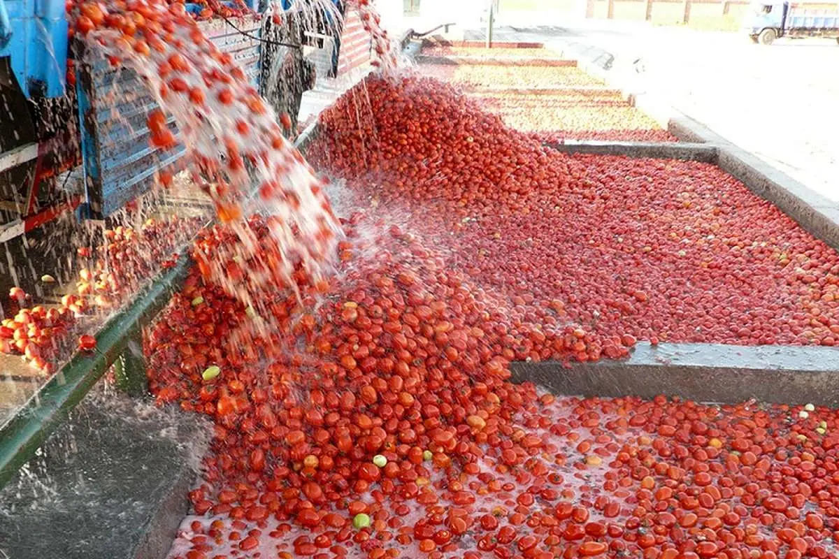 گوجه لوکس در میدان میوه و تره‌بار، کیلویی 15 هزار تومان