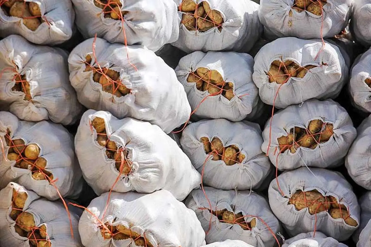سود ۱۰ هزار تومانی خارجی‌ها از خرید هر کیلو سیب‌زمینی ایرانی!