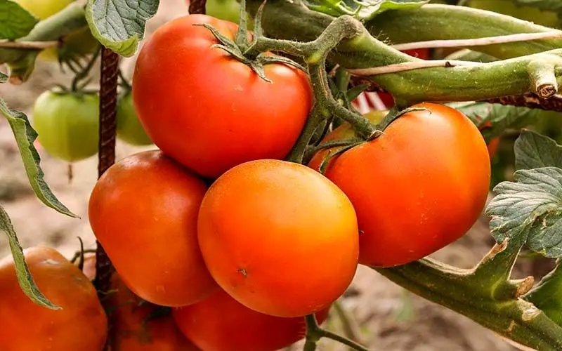 صادرات گوجه‌فرنگی گلخانه‌ای ممنوع نیست