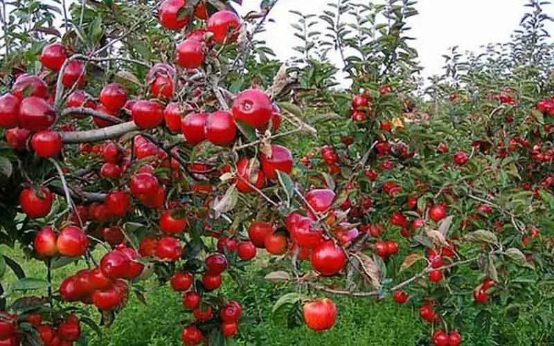 رتبه جهانی ایران در تولید سیب