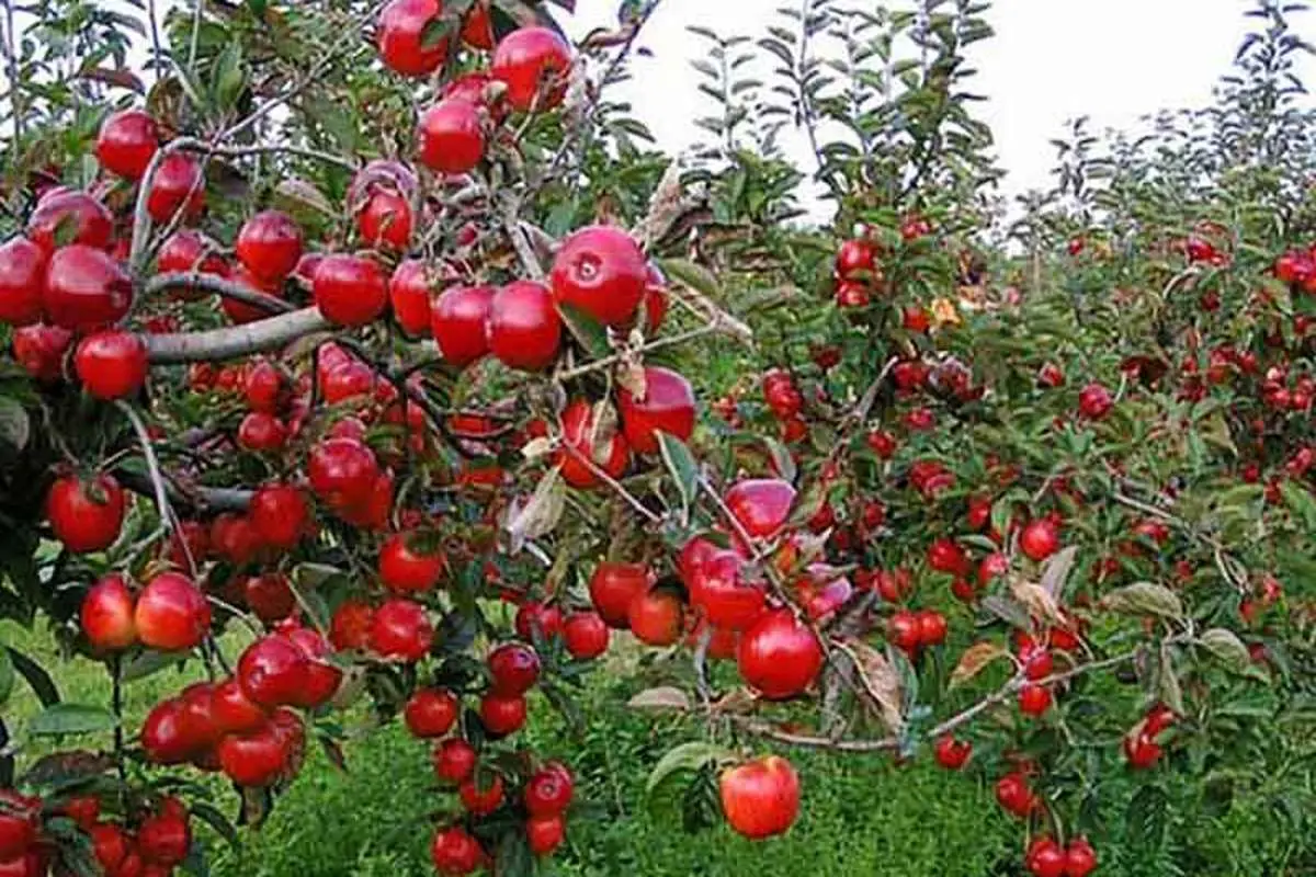 رتبه جهانی ایران در تولید سیب