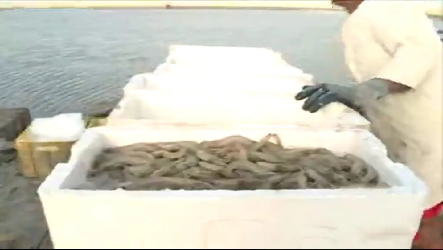 صید بیش از ۵۰ تن انواع میگو در آب‌های میناب