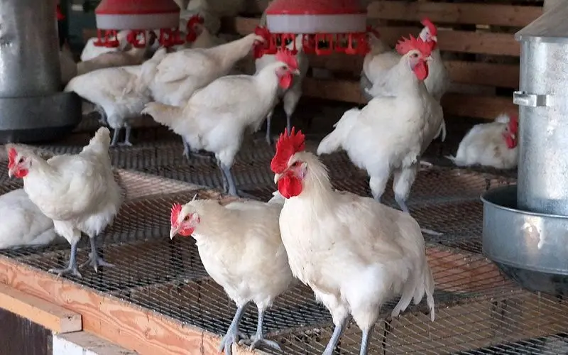 ماجرای قاچاق مرغ زنده به کشورهای همسایه چیست؟