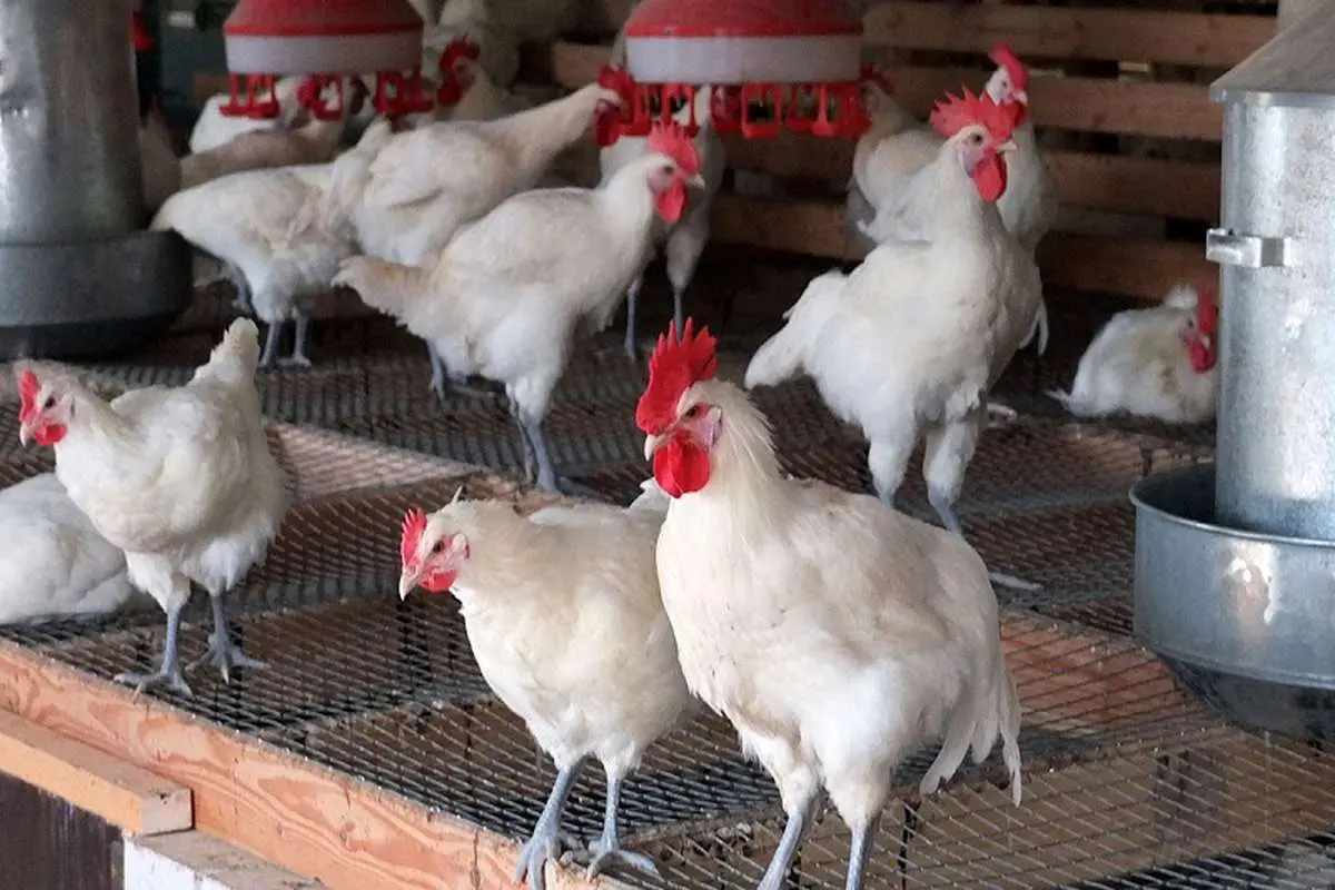 ماجرای قاچاق مرغ زنده به کشورهای همسایه چیست؟