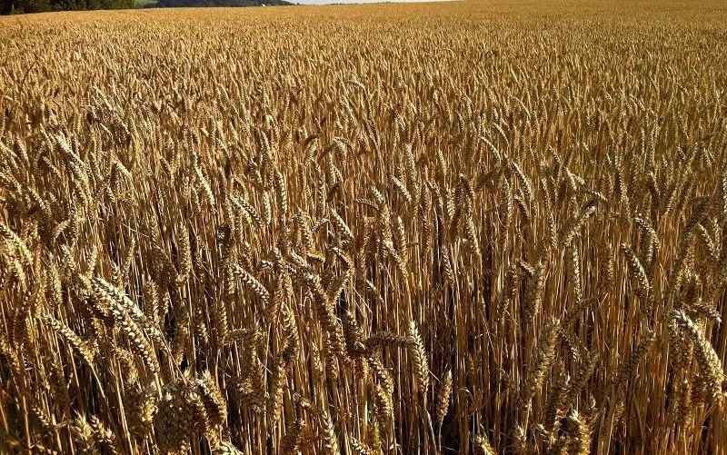 خرید 640 هزار تن گندم از کشاورزان کرمانشاه