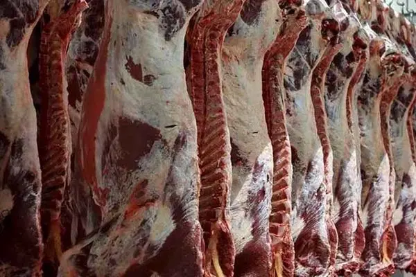 آغاز عرضه گسترده گوشت منجمد گوسفندی با نرخ مصوب از فردا