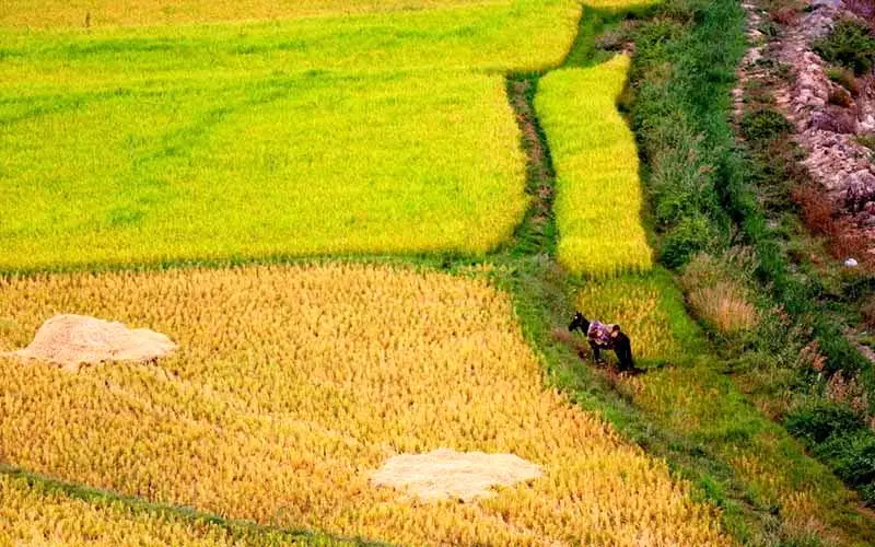 برنج جهان در شالیزار‌های آسیا