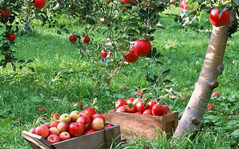 پیش‌بینی کاهش 500 هزار تنی تولید سیب در سال 97