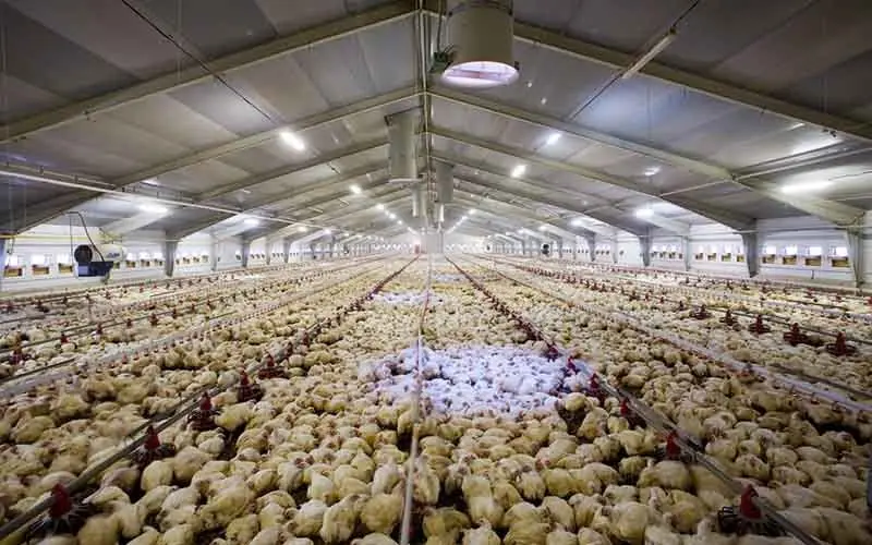 تورم تولیدکننده محصولات مرغداری‌های صنعتی در تابستان 97