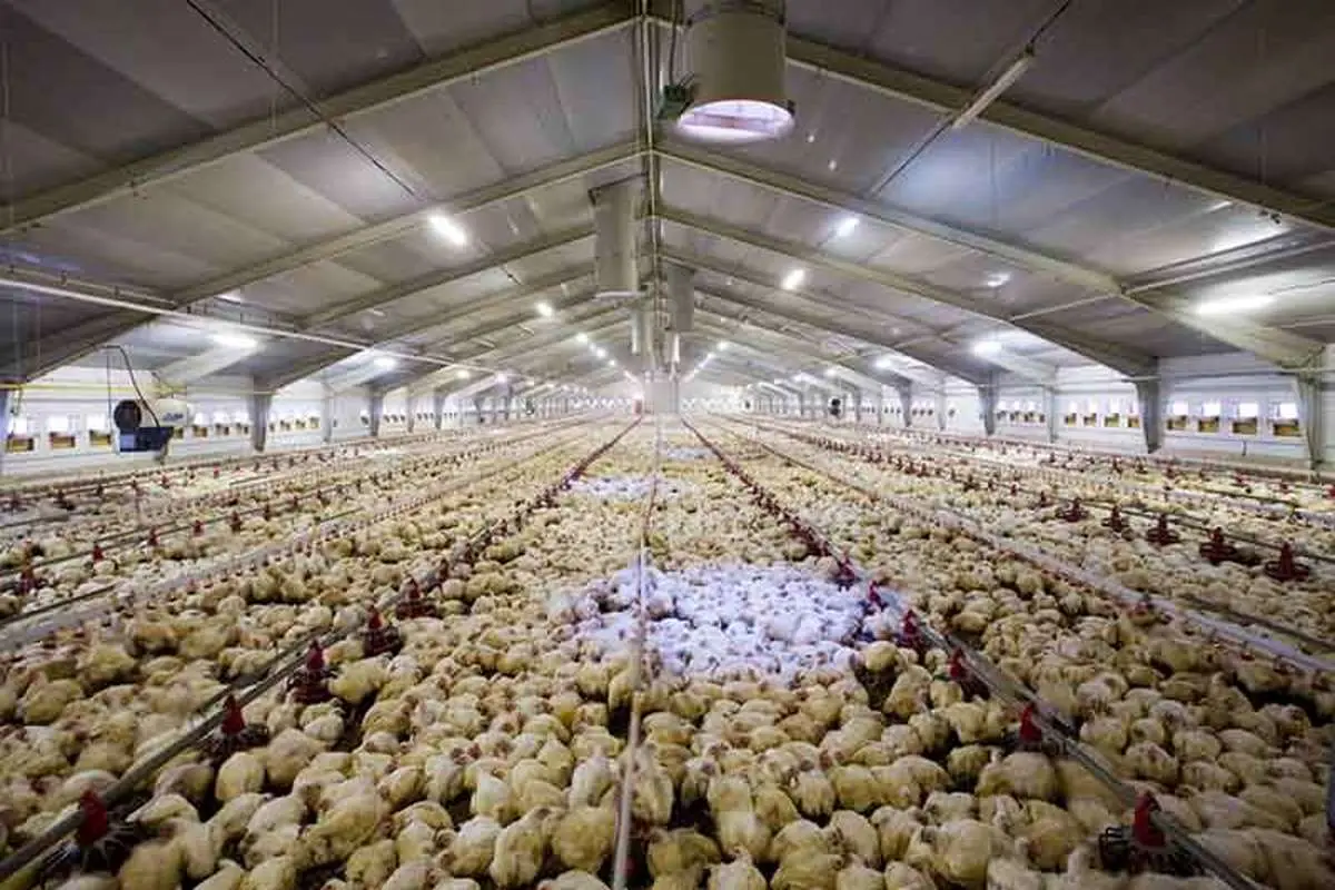 تورم تولیدکننده محصولات مرغداری‌های صنعتی در تابستان 97