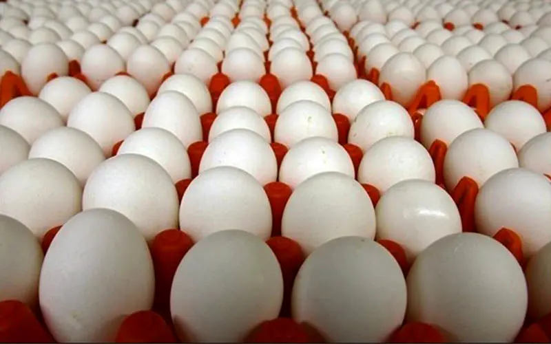 تولید ٦٧٤ هزار تن تخم‌مرغ خوراکی