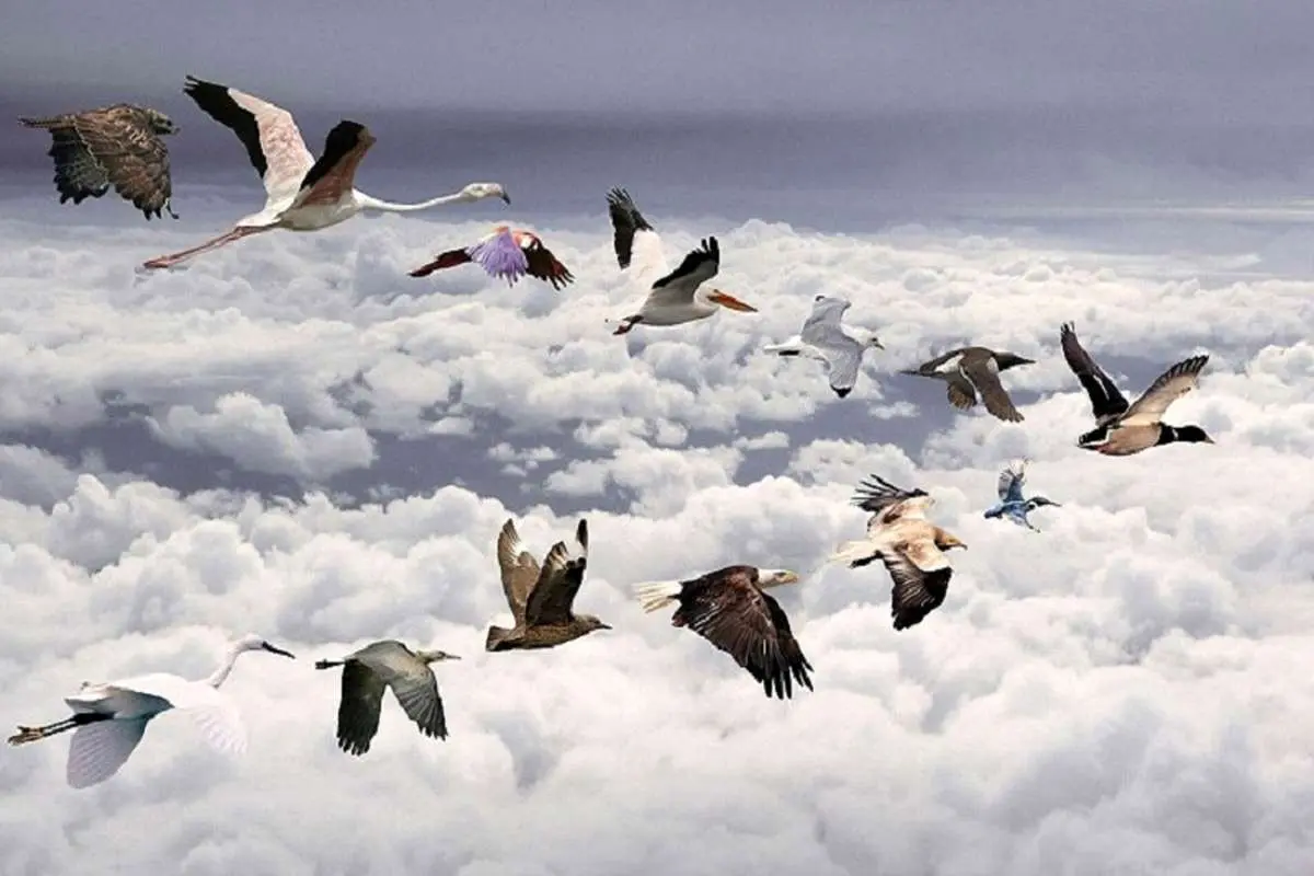 شبکه اینترنت «۵جی» عامل احتمالی مرگ پرندگان در هلند