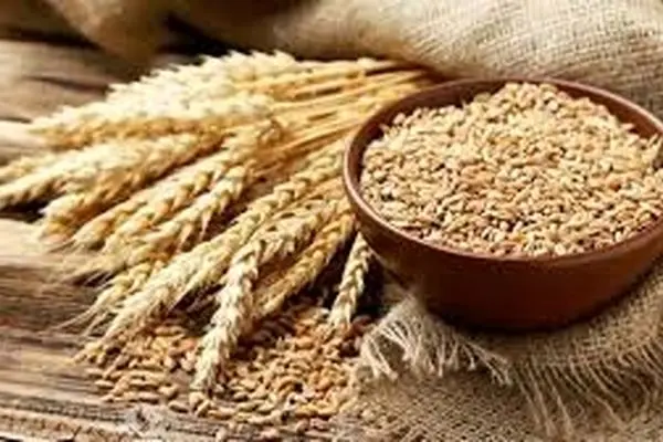 قیمت گندم امروز 30 اردیبهشت 1403/ دولت حدود 2 میلیون تن گندم کشاورزان را خرید