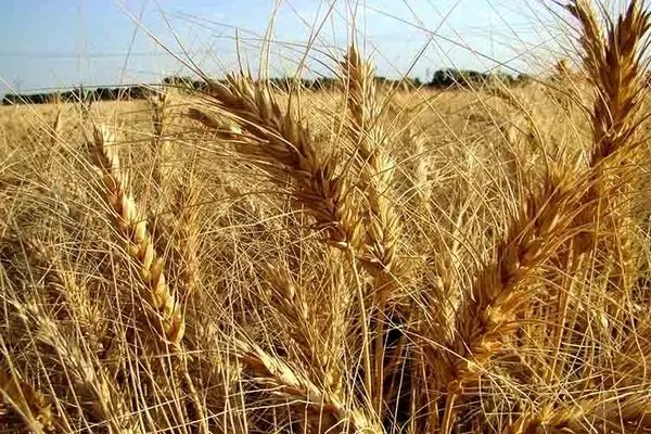 ۱۱ میلیون تن گندم از کشاورزان خریداری خواهد شد