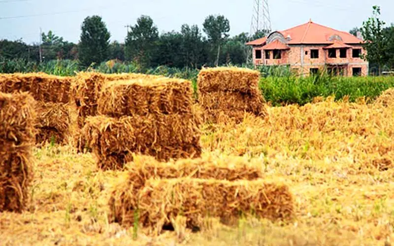 رشد ۱۳ درصدی نرخ خرید تضمینی گندم انگیزشی برای کشاورزان ایجاد نمی‌کند