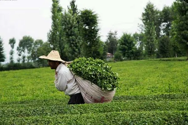 سالانه ۷۰ هزارتن چای در کشور مصرف می‌شود