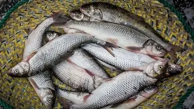 ماهی سفید دریایی کیلویی 140 هزار تومان