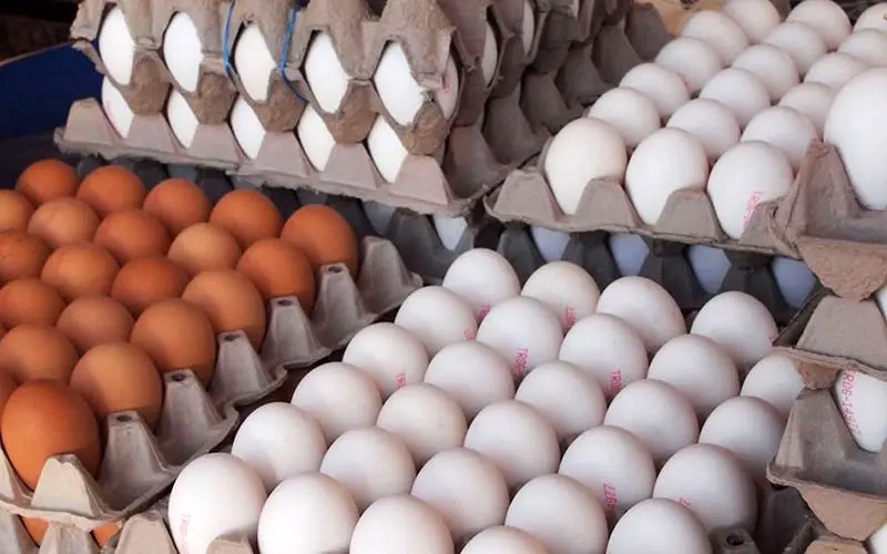 قیمت تخم مرغ به کیلویی ٩ هزار تومان رسید