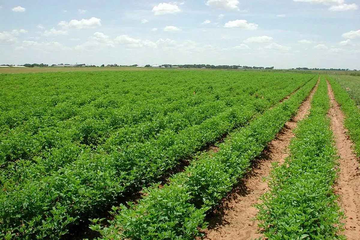 آستان قدس 22 هزار هکتار زمین زراعی را مدیریت می‌کند