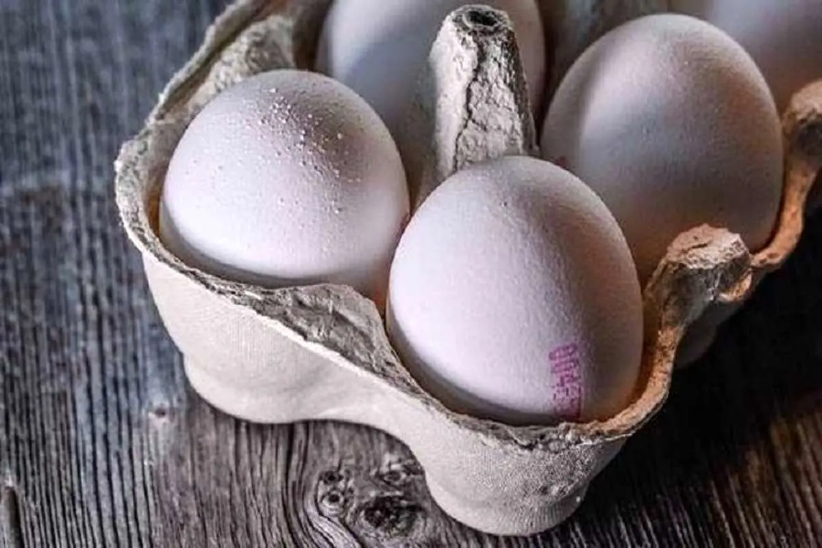 رشد 2 برابری واردات تخم مرغ به کشور