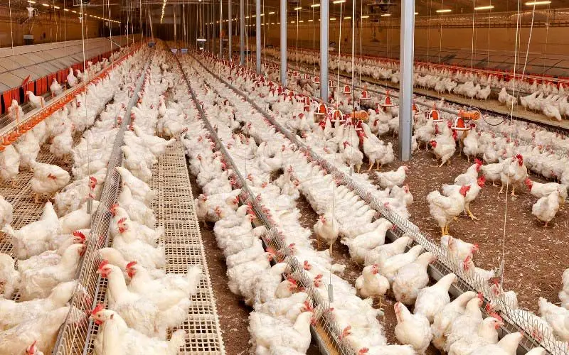 چرا مرغ گران شد؟