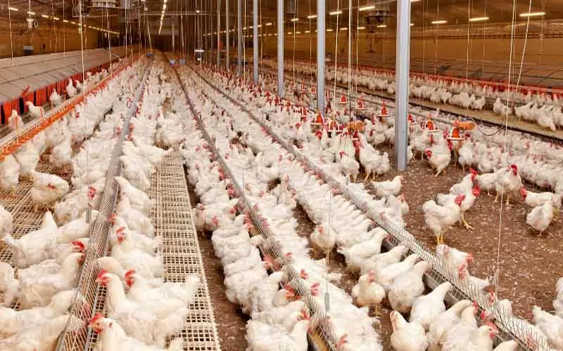 2 میلیون قطعه مرغ با بیماری آنفلوانزا تلف شد