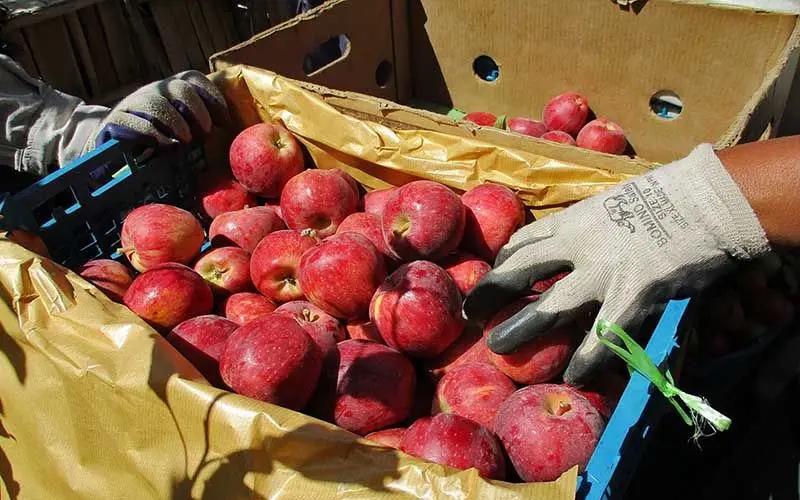ذخیره‌سازی ۳۰ هزار تن سیب درختی برای شب عید