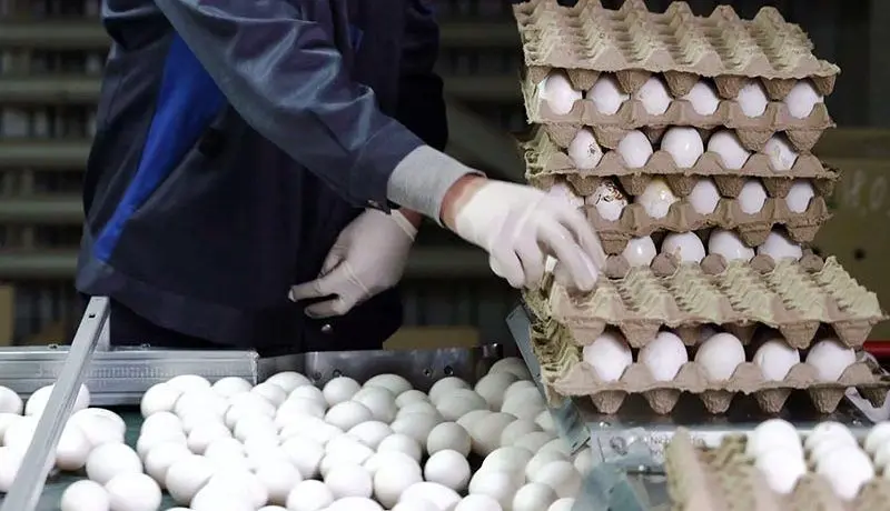 دردسر ممنوعیت صادرات تخم‌مرغ