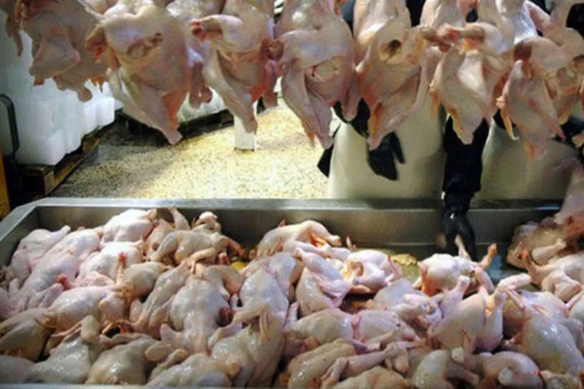 ارسال روزانه 100 تن مرغ از قزوین به تهران