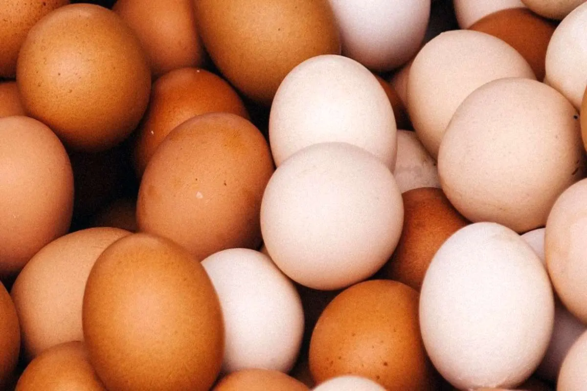 بزرگ‎ترین صادرکنندگان تخم مرغ در جهان