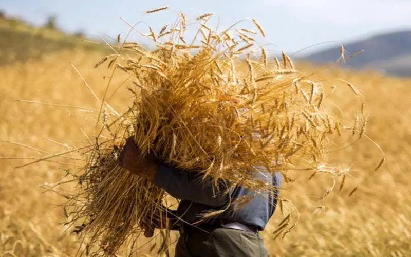 میزان پیش‌بینی تولید گندم در سال زراعی