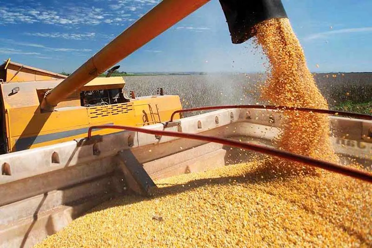 قیمت جهانی گندم و ذرت کاهش یافت