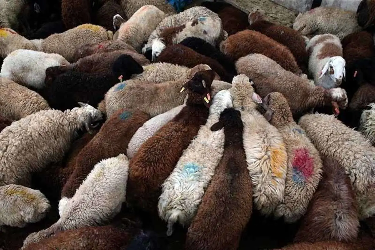 واردات ۹۲ هزار راس گوسفند زنده از رومانی