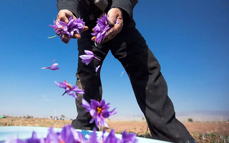 پیش‌بینی رشد ۳۰ درصدی تولید زعفران در سال جاری